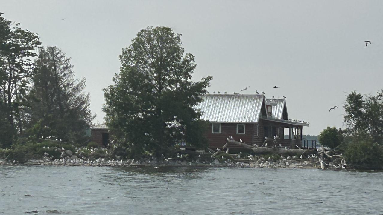 Poop Island in summer 2023, seen from a boat: a red cabin with a silver metal roof among trees, gulls perched along the roof ridge and packed on the rocky shoreline, more gulls circling overhead